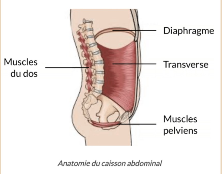 Plancher pelvien et diaphragme : bouger ensemble avec la respiration